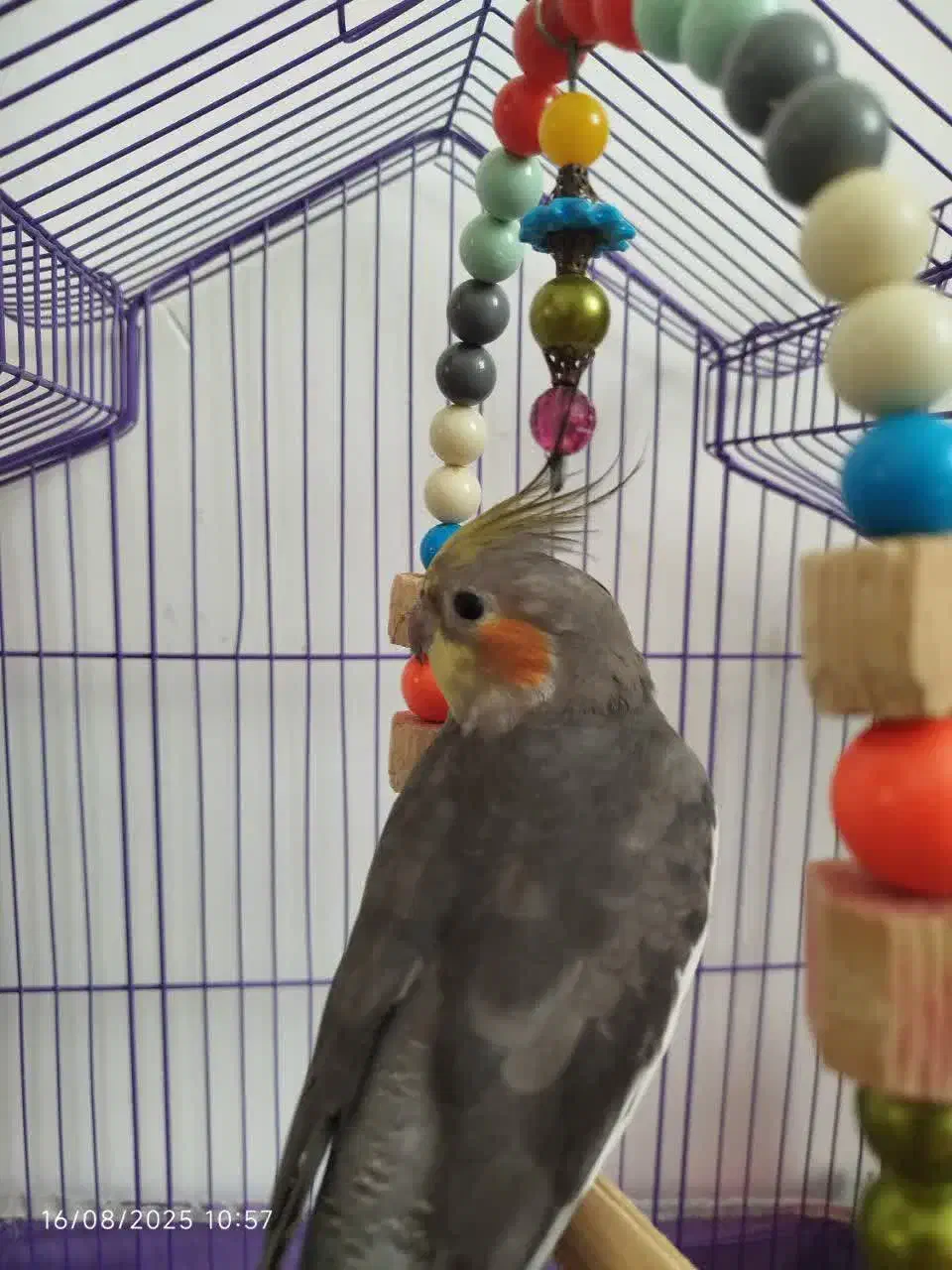 عروس هلندی نر سخنگو|پرنده|پاکدشت, پاکدشت (مامازند)|دیوار