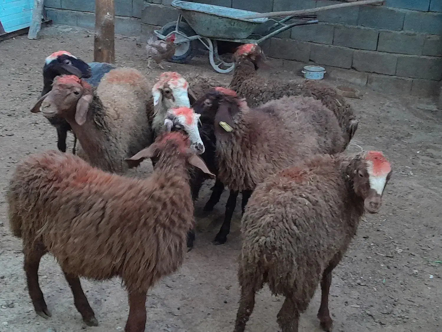 گوسفند کاور نر|حیوانات مزرعه|سنقر, |دیوار