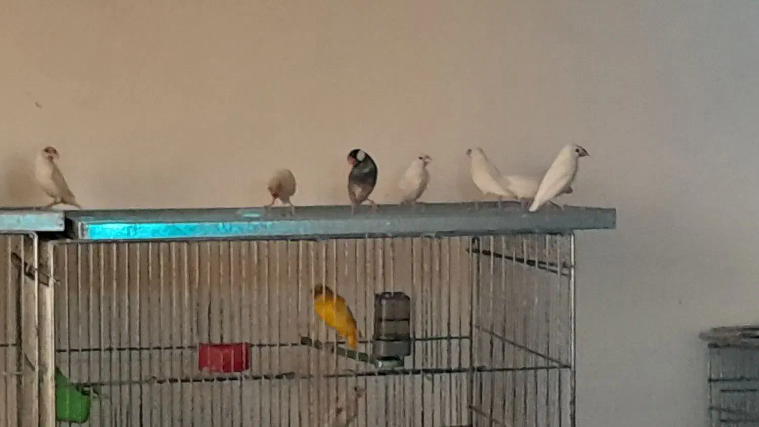 فنچ نرگسی|پرنده|مبارکه, |دیوار