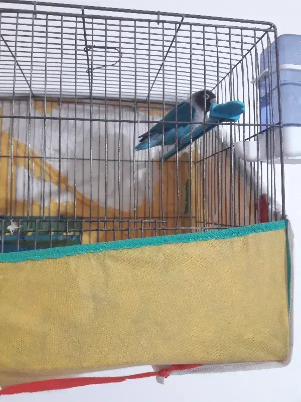 سلام یک جفت طوطی برزیلی ۲عد|پرنده|همدان, |دیوار