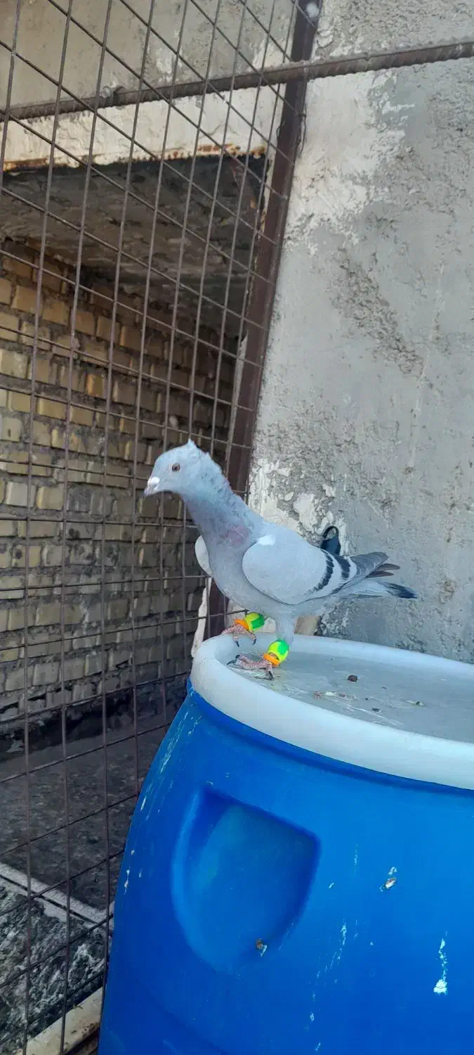 دوتاگرفتنی زرنگ|پرنده|بهبهان, |دیوار