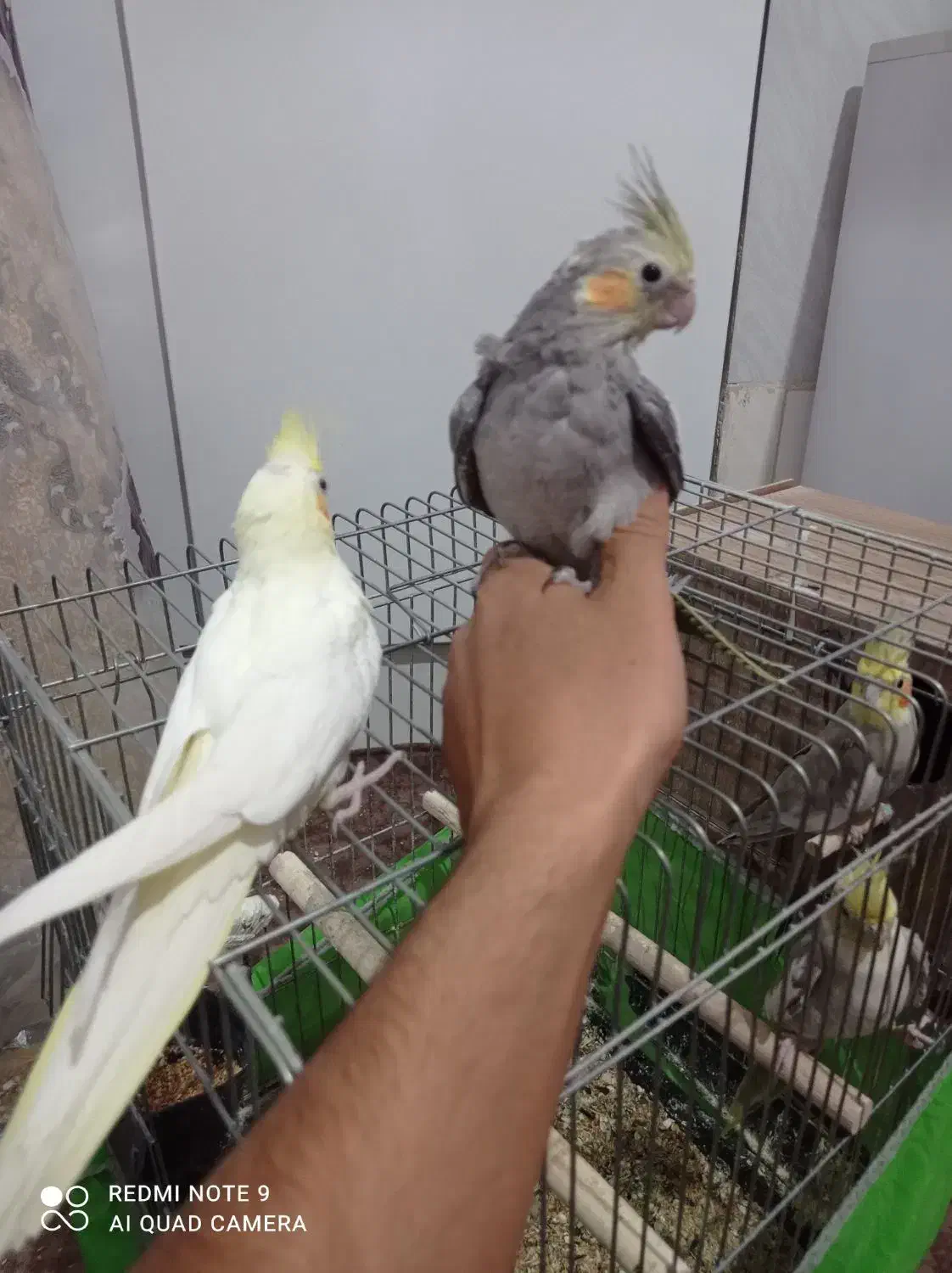 عروس هلندی|پرنده|تاکستان, |دیوار