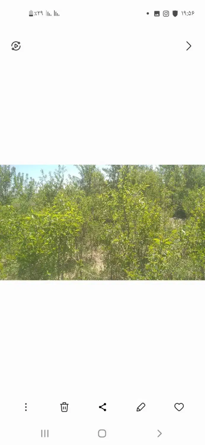 نهال دیرگل خزان شده|خدمات باغبانی و درختکاری|درگزین, |دیوار