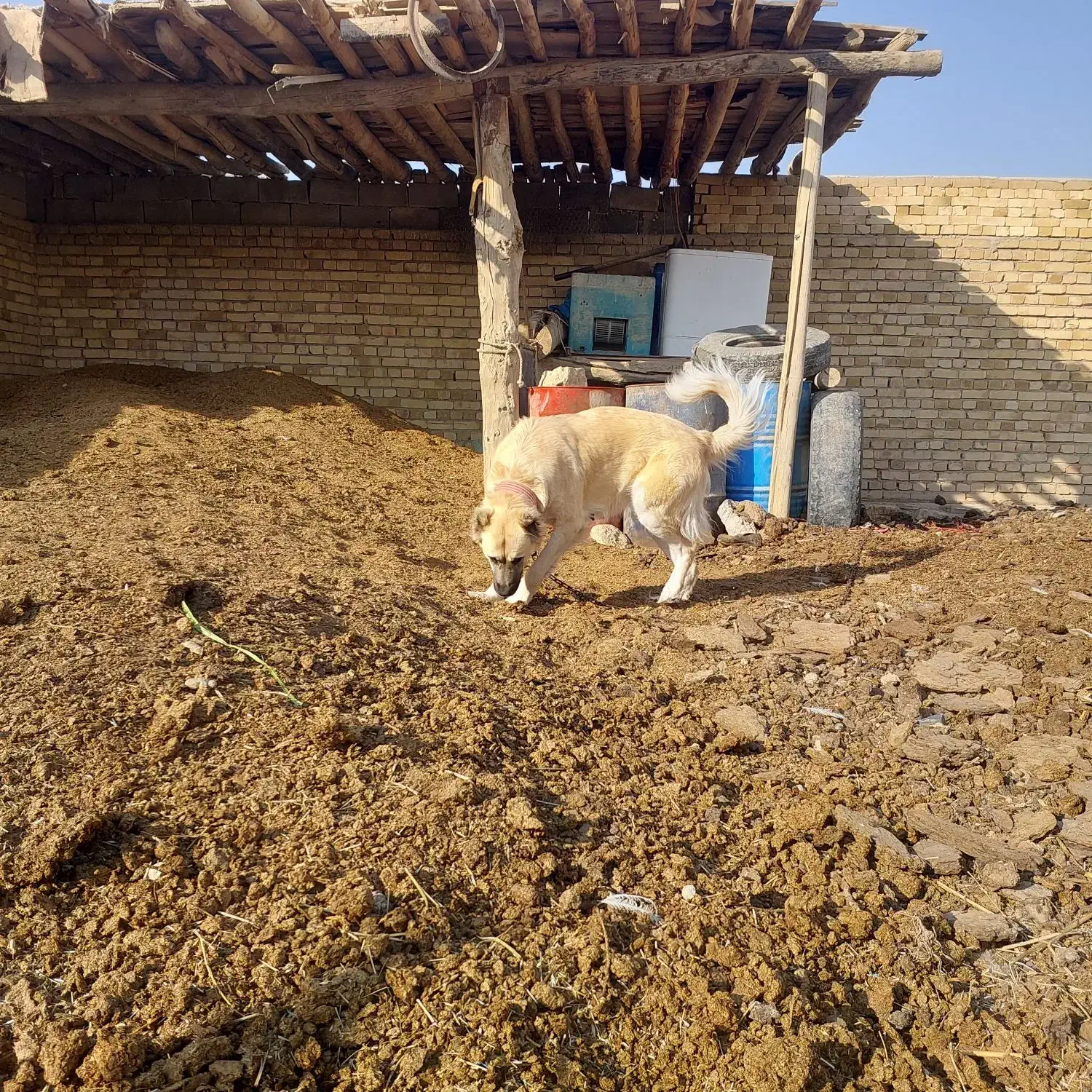 ماده سرابی 3ساله|سگ|کبودرآهنگ, |دیوار