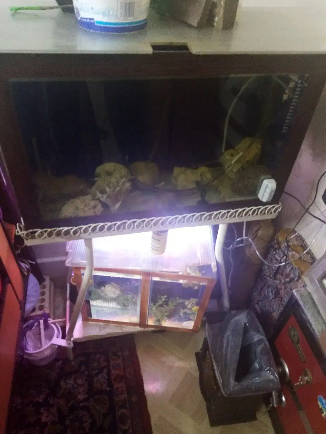 آکواریوم باکلبه وپایه اهنی|ماهی|اصفهان, مسجد مصلی|دیوار