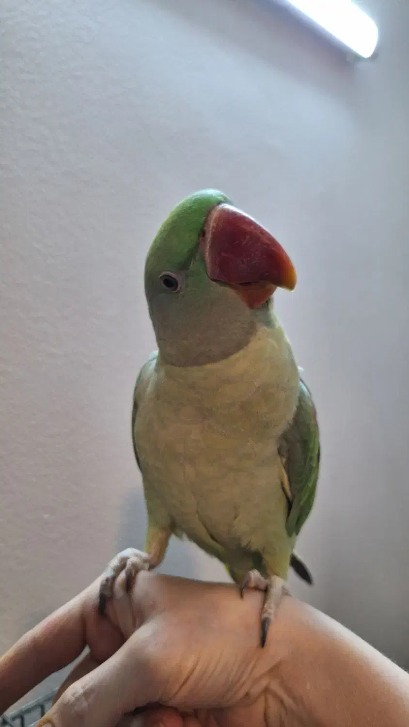 شاه طوطی|پرنده|شاهین‌شهر, حافظ شمالی|دیوار