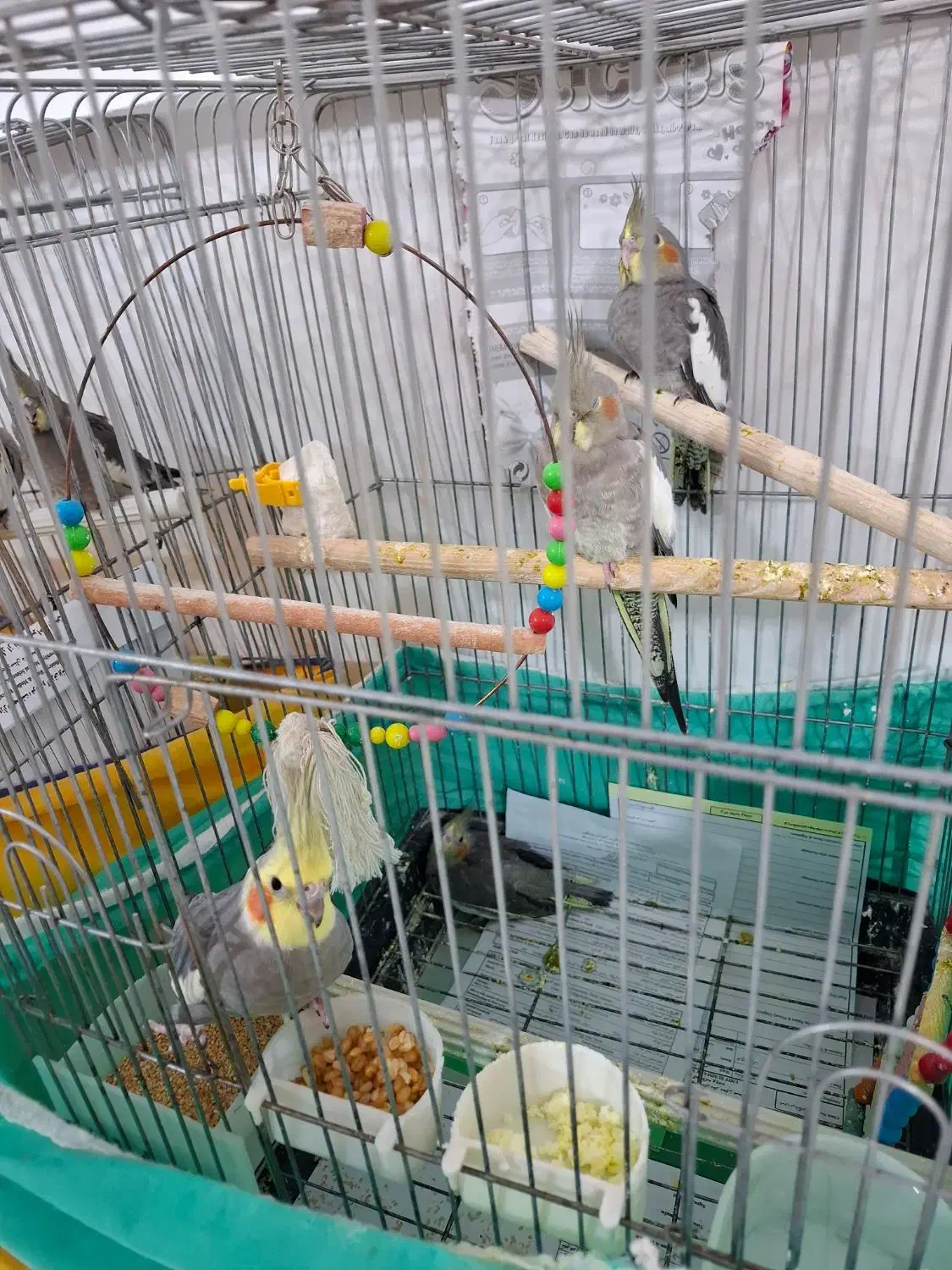 عروس هلندی|پرنده|صحنه, |دیوار