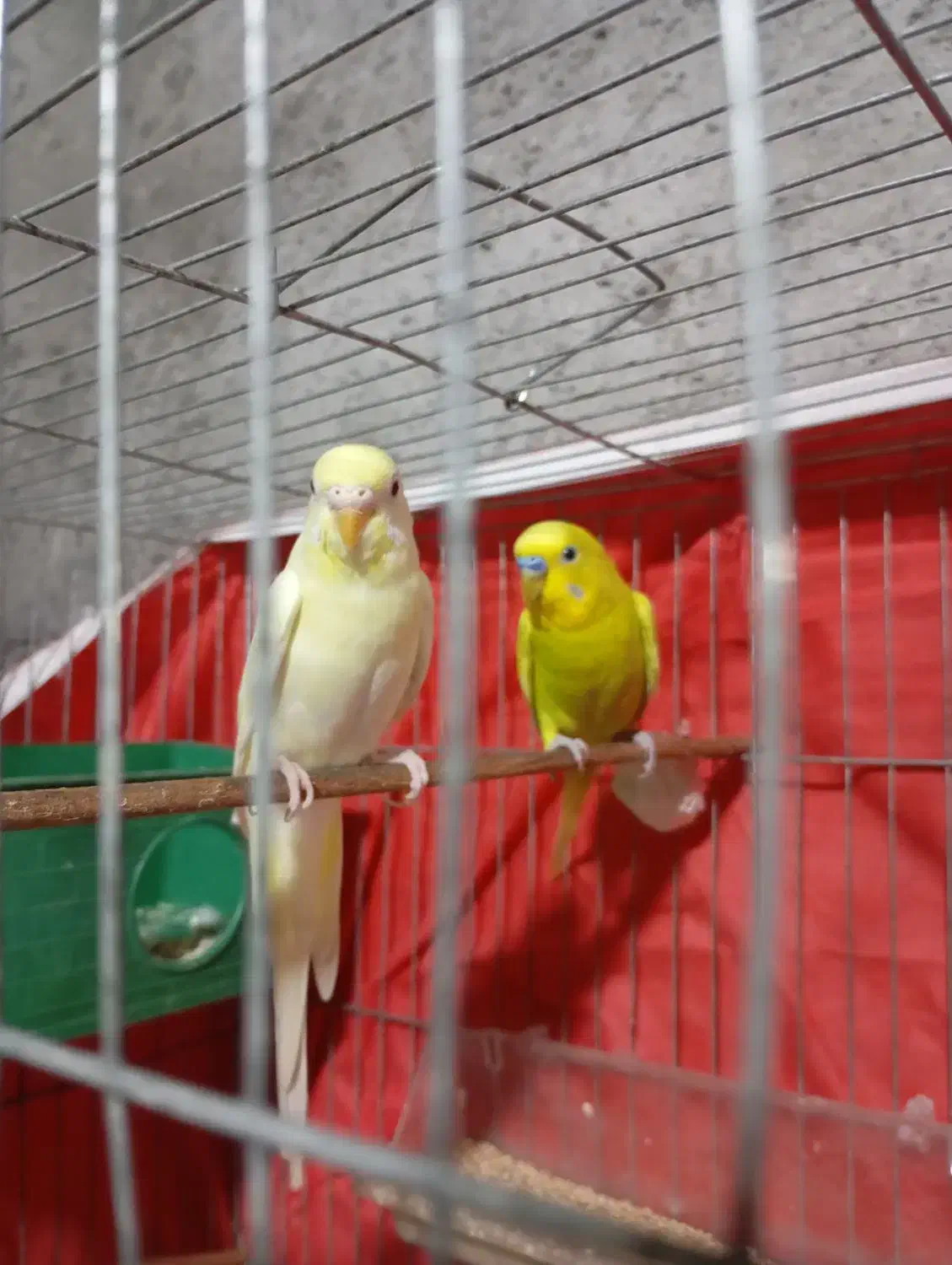 یک جفت مرغ عشق|پرنده|میناب, |دیوار