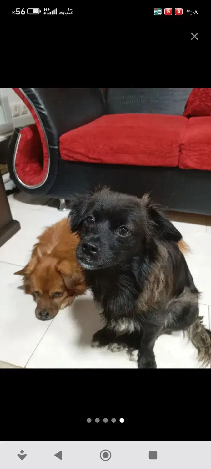 سگ گمشده (3میلیون تومان مژدگانی)|سگ|فولادشهر, مسکن مهر فولادشهر|دیوار