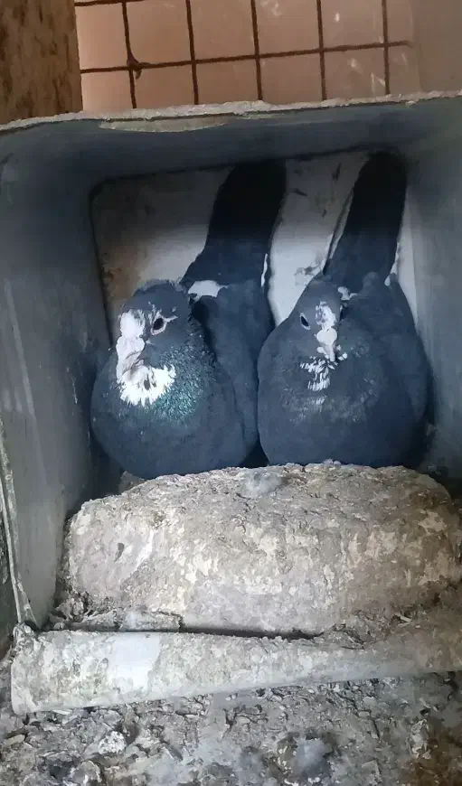 جفتی به شرط تخم جوجه|پرنده|رفسنجان, |دیوار