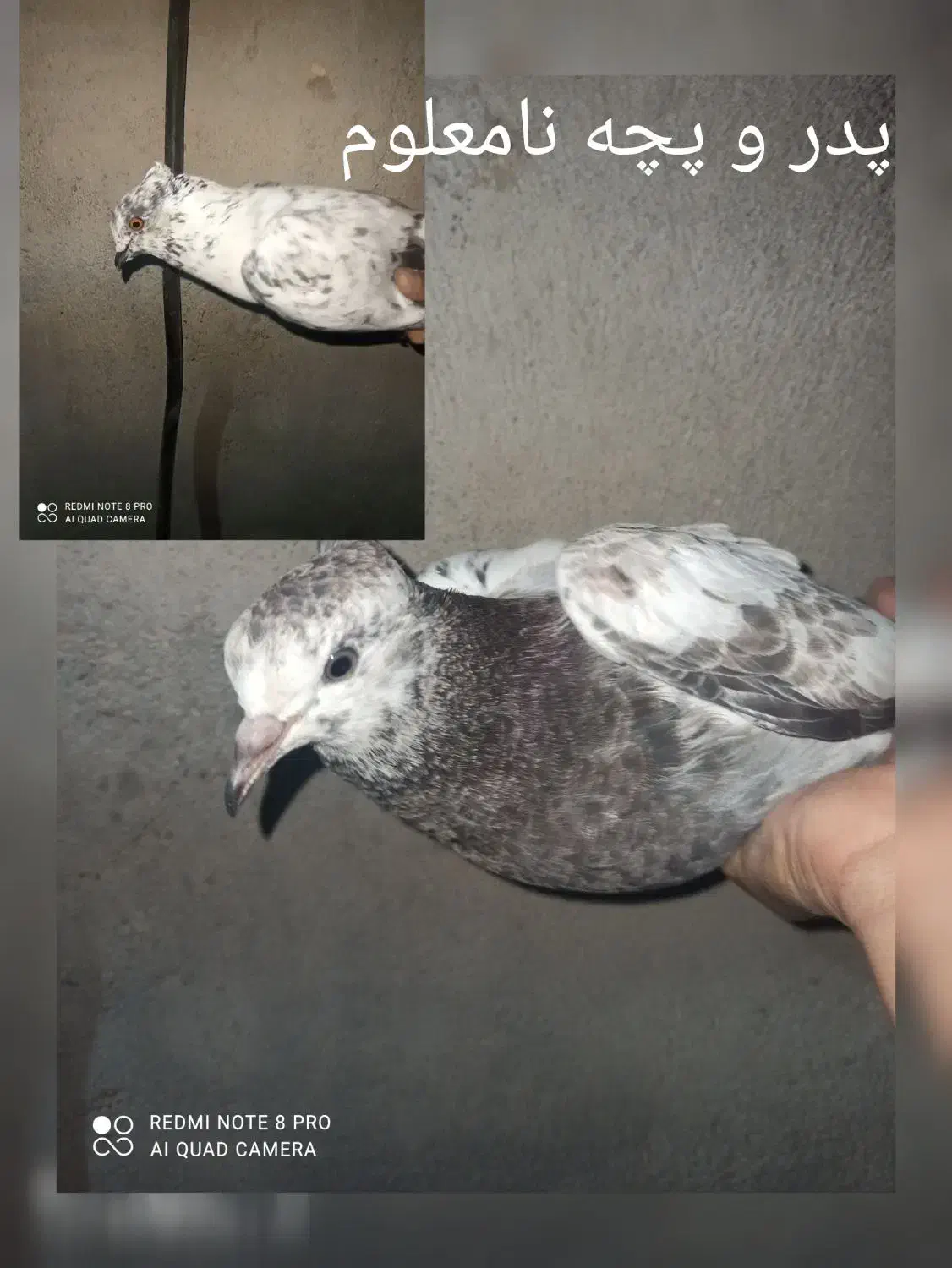 کفتر|پرنده|رودان, |دیوار