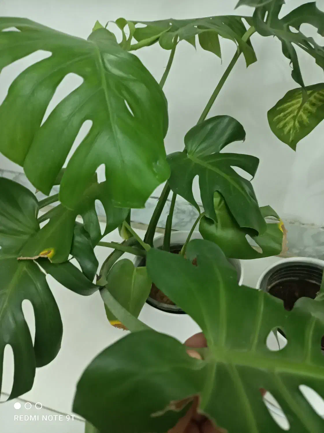 گل برگ انجیری ودیفن|گل و گیاه طبیعی|شیراز, منطقه هوایی شهید دوران|دیوار