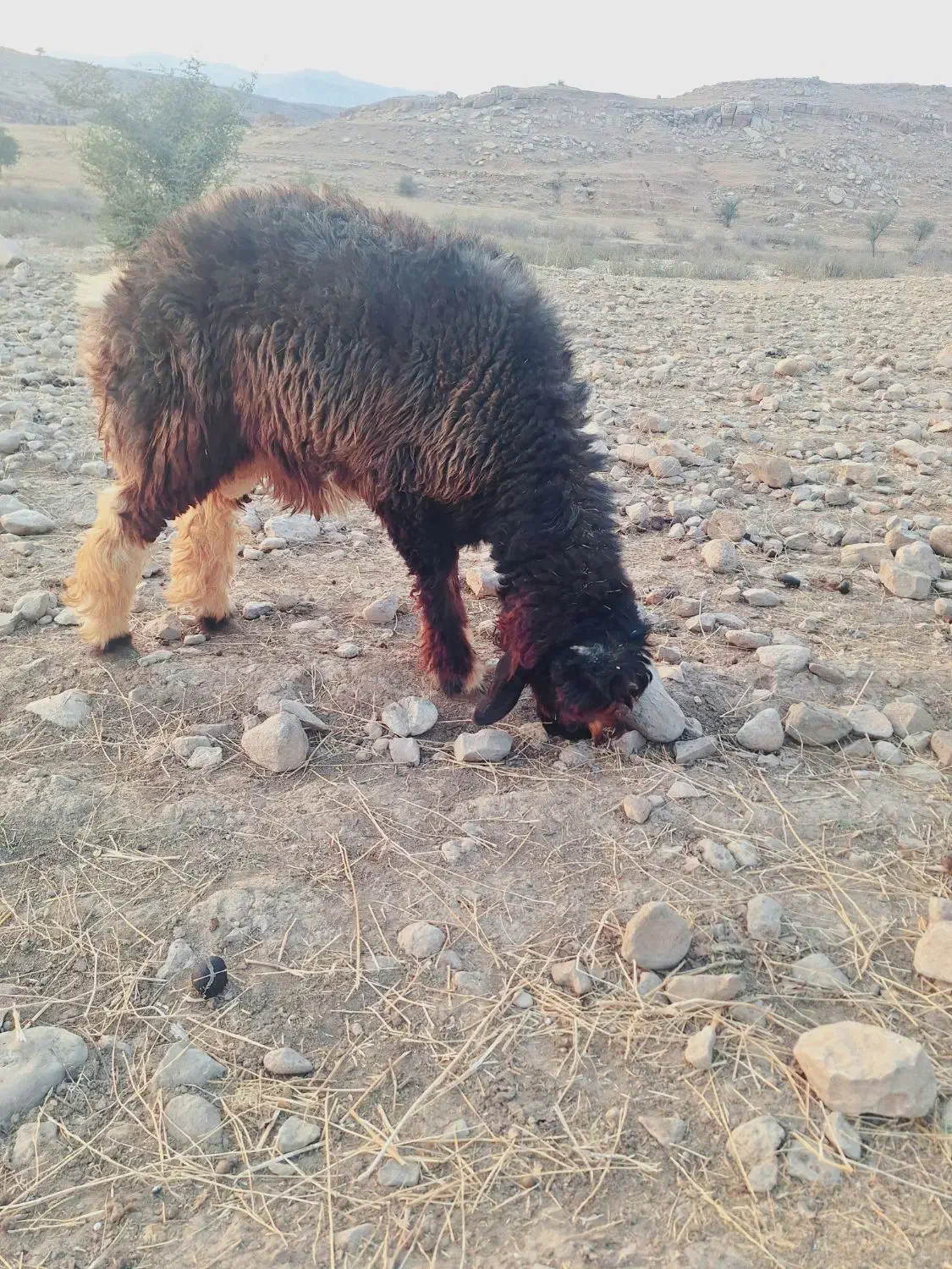 بره قوچی|حیوانات مزرعه|لالی, |دیوار