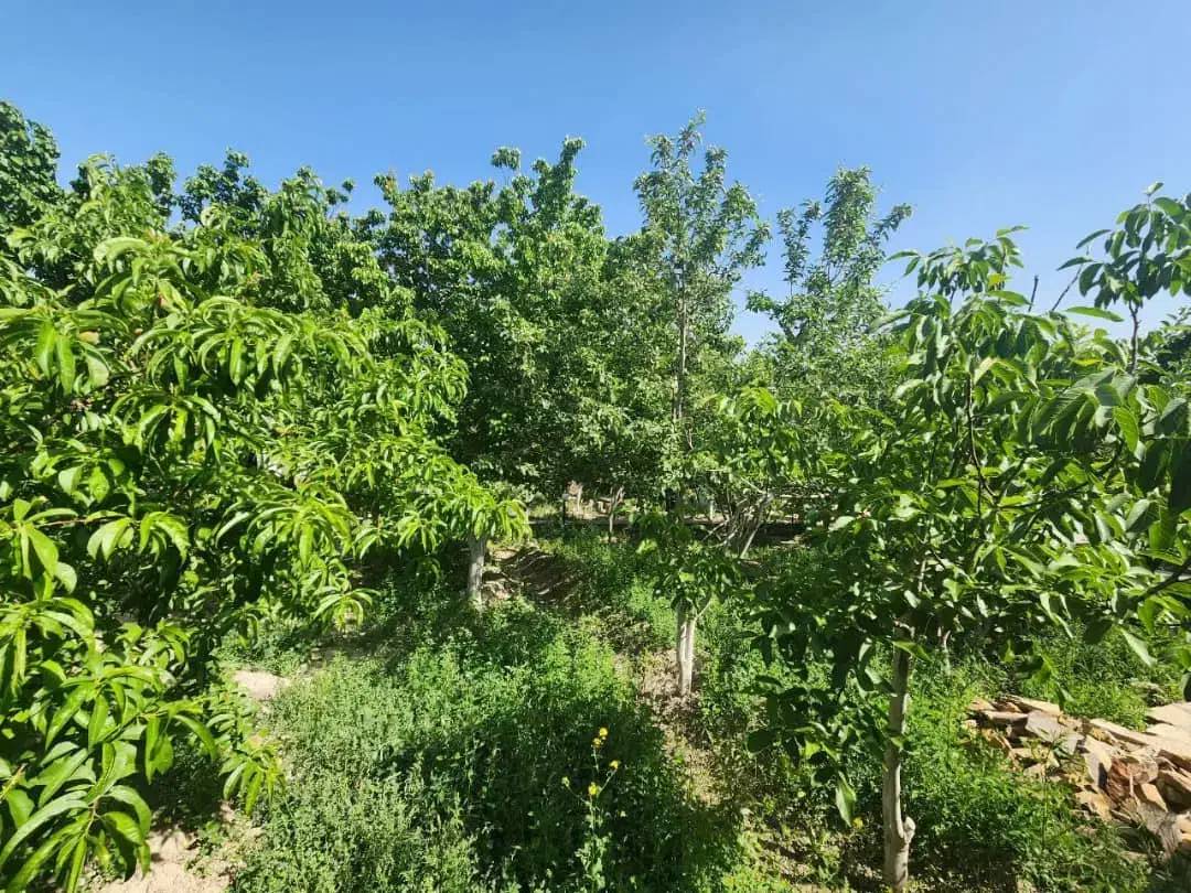 زمین هاشمیه ارتفاعات زو|فروش زمین و ملک کلنگی|مشهد, نیروی هوایی|دیوار