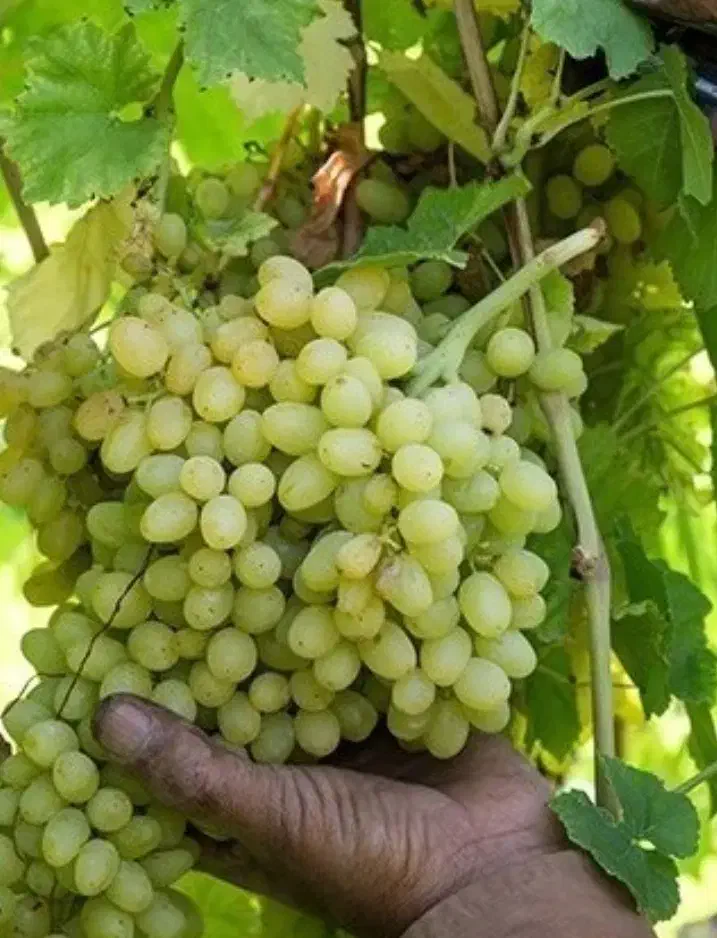 9 هزار متر باغ فاصله تا معالی آباد 5 دقیقه|فروش زمین و ملک کلنگی|شیراز, حومه شیراز|دیوار