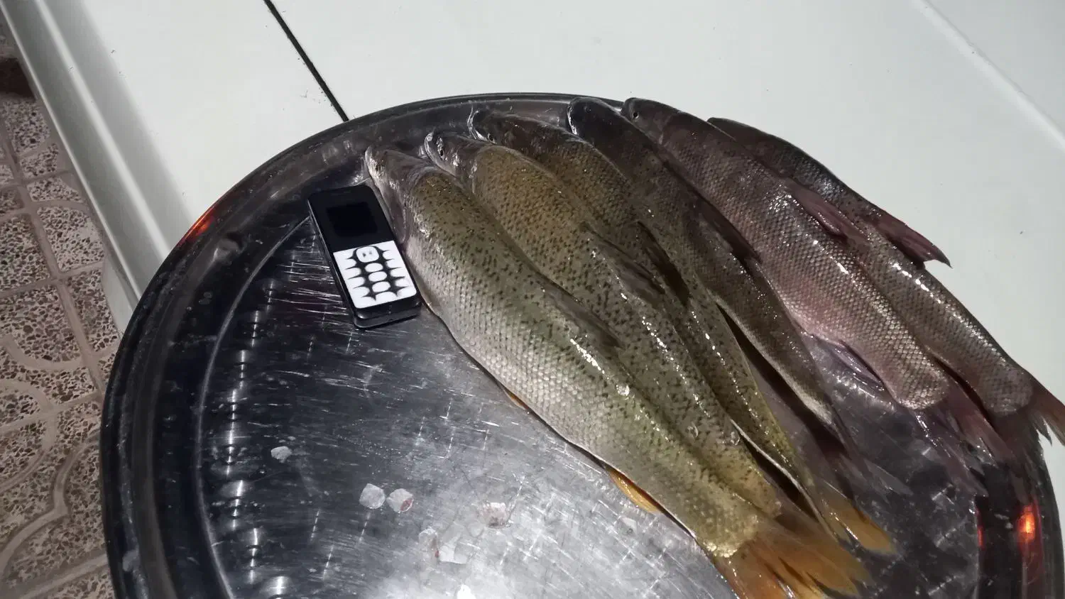 ماهی عمده و کیلویی|ماهی|آبدانان, |دیوار