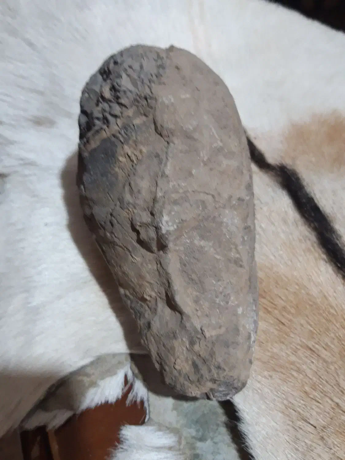 سنگ فسیل|کلکسیون اشیاء عتیقه|کرمانشاه, |دیوار