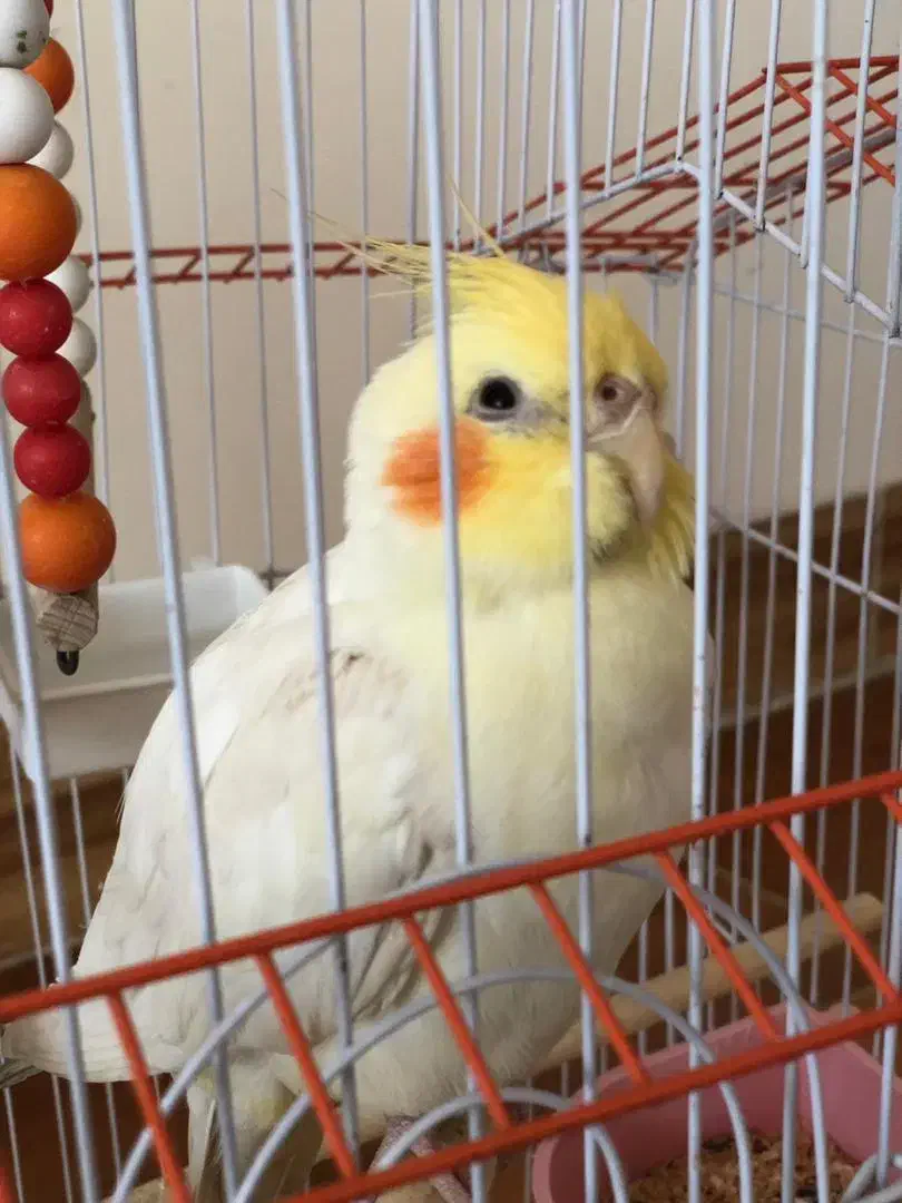 گم شده|پرنده|مرودشت, بهارستان|دیوار