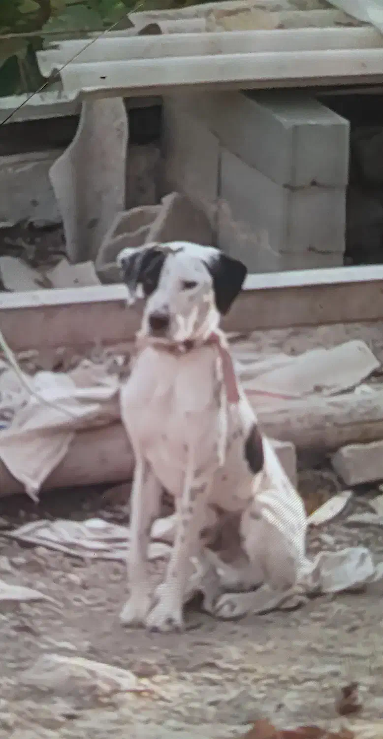 توله حرفه ی دنبلان جفتی ۲۵م تخقیف جزی داره|سگ|مراوه, |دیوار