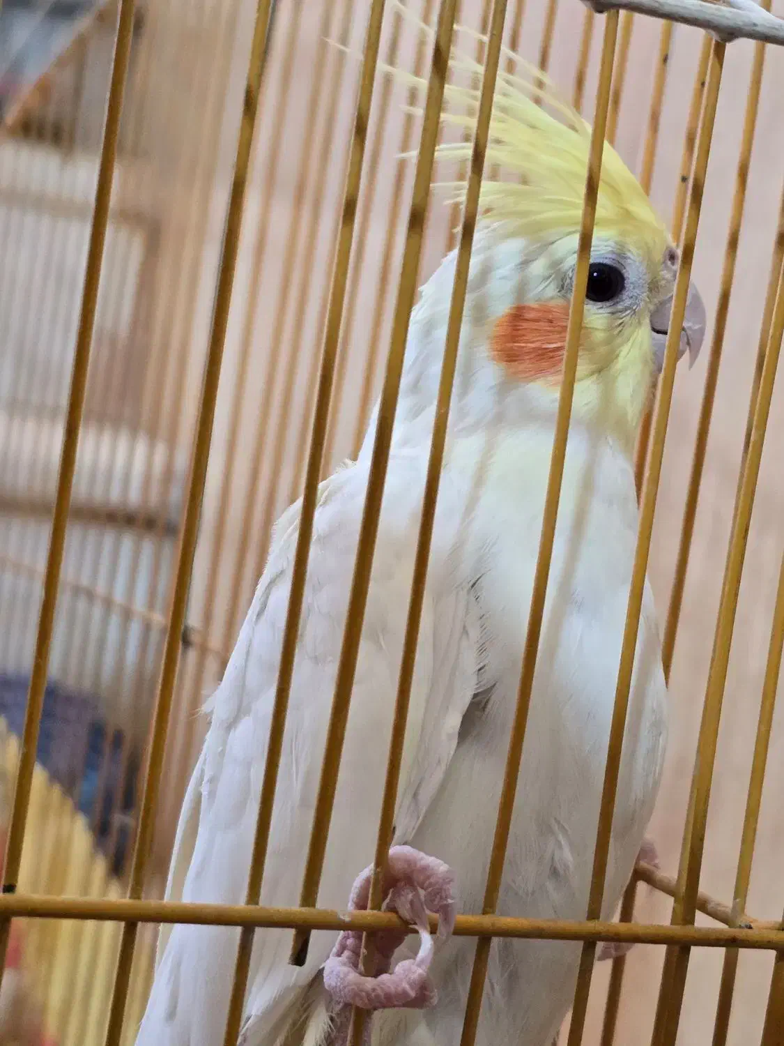 یه جفت عروس هلندی خاص|پرنده|نورآباد ممسنی, |دیوار