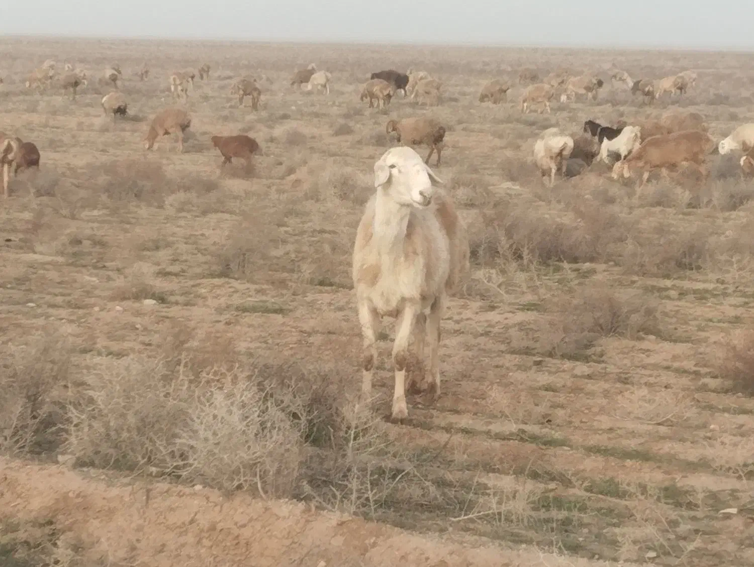 فروش|حیوانات مزرعه|تربت جام, جامرود|دیوار