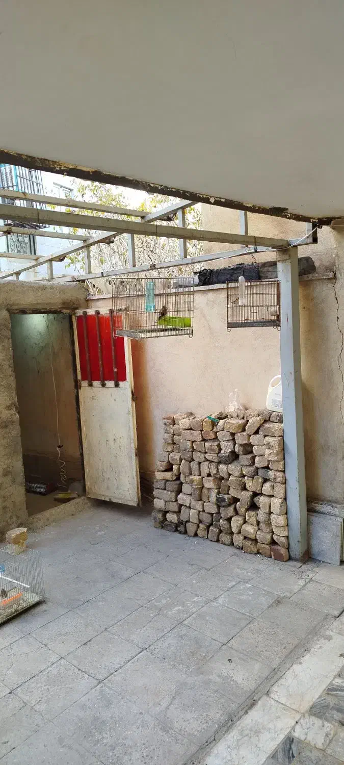 سهره جوجه بهاره|پرنده|مهاجران, |دیوار