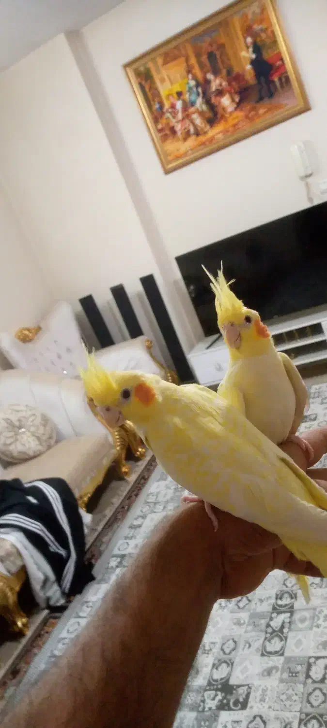 عروس هلندی لوتینو دون خور دو ماهه رام.قیمت 1600|پرنده|فشاپویه, |دیوار