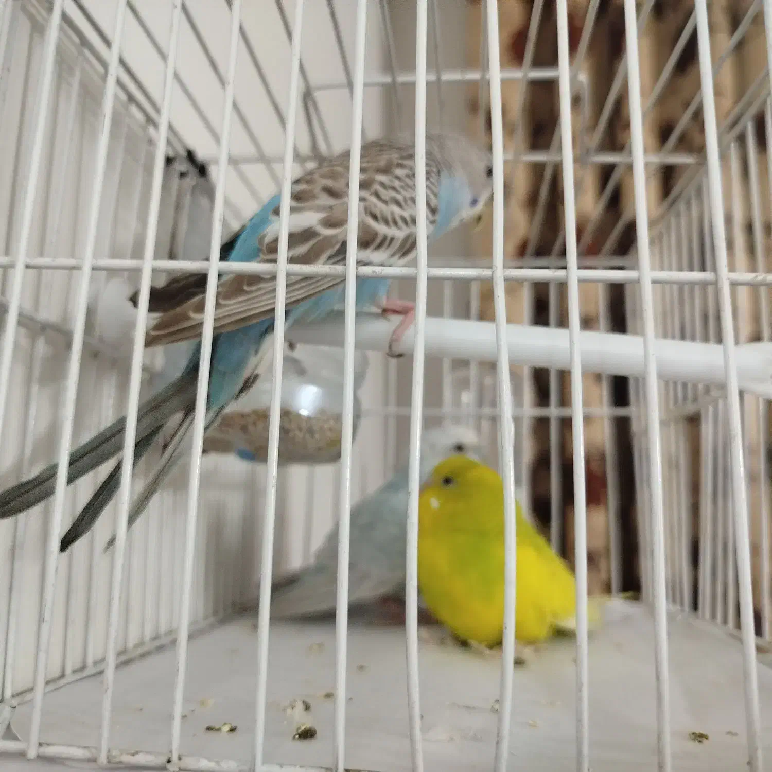 مرغ عشق|پرنده|مشهد, آزادشهر|دیوار