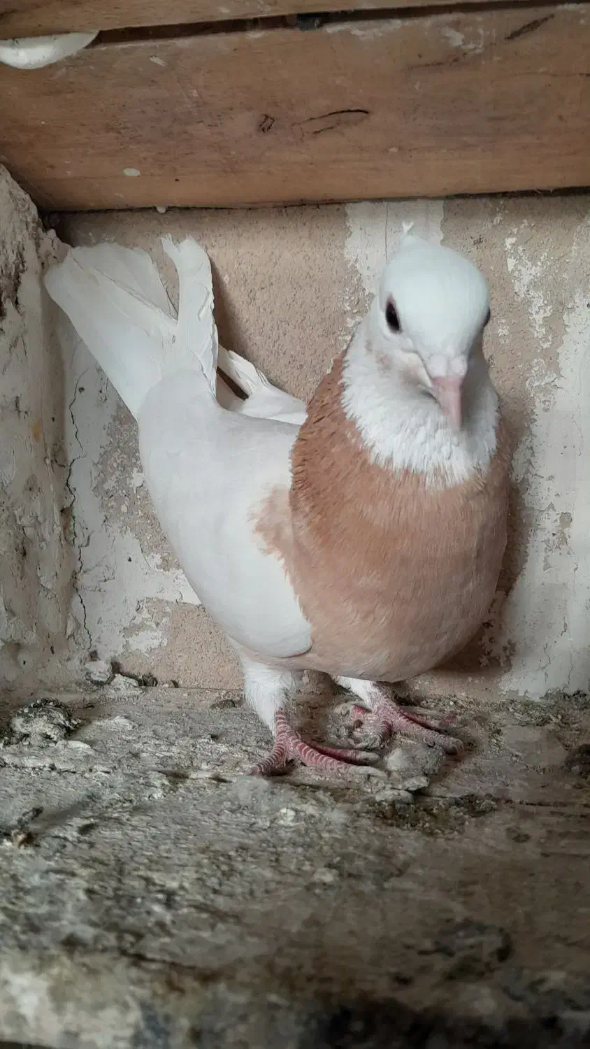 طوقی ماده|پرنده|ملکان, |دیوار