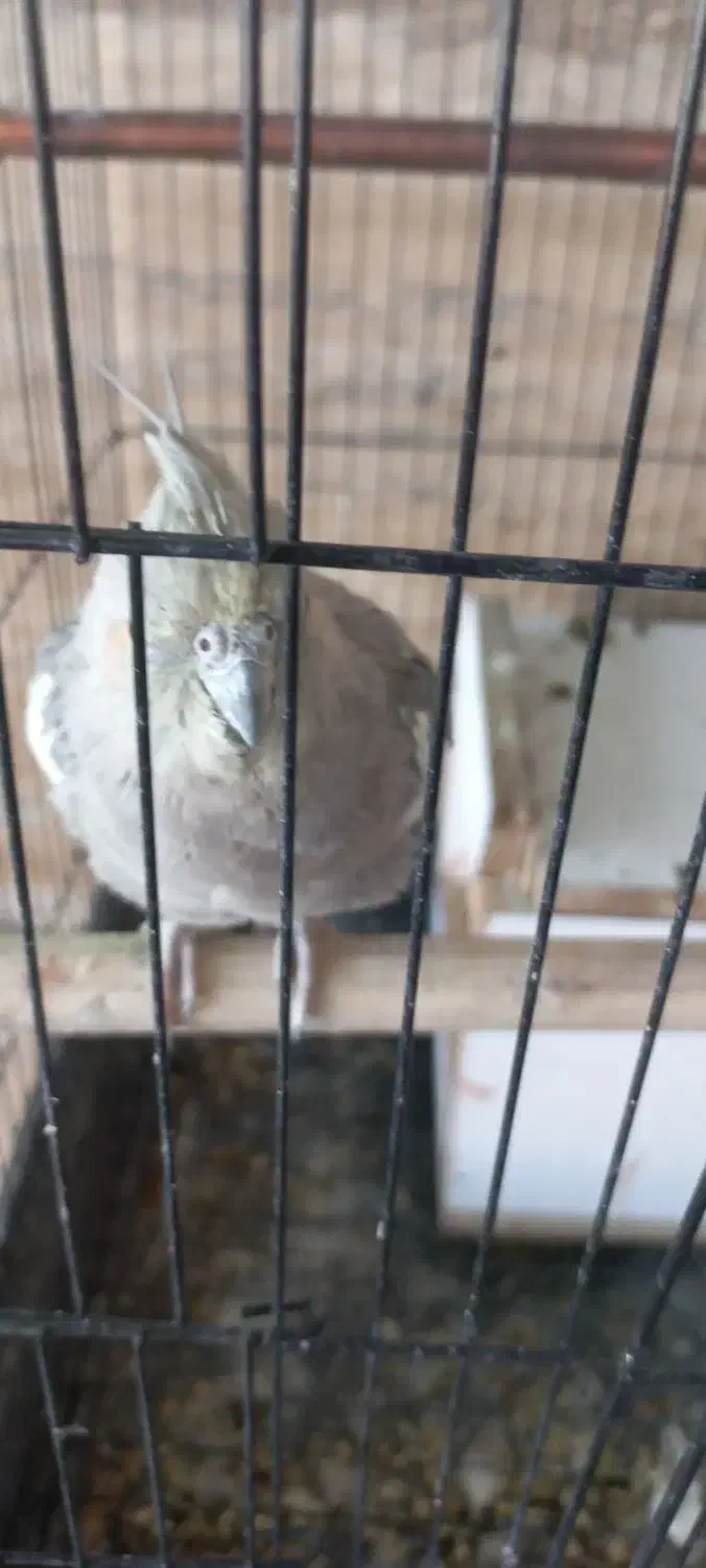 عروس هلندی با قفس|پرنده|محلات, |دیوار