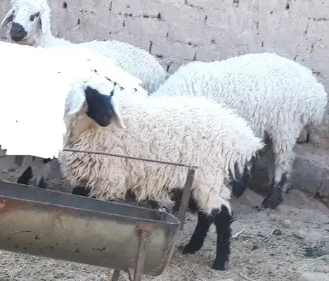 بره نر فروشی|حیوانات مزرعه|گزیک, |دیوار