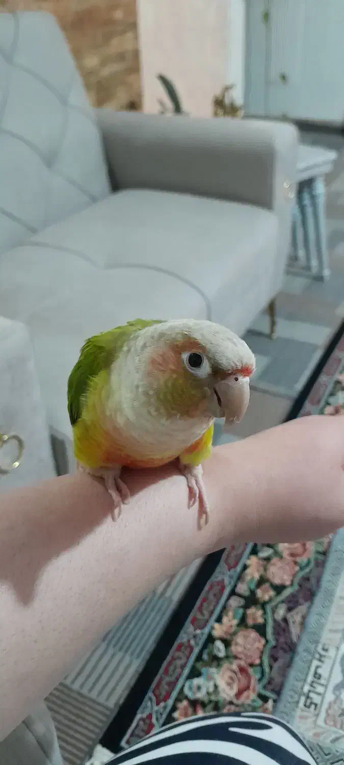 سلام گرینجیک ۵ ماهه رنگ آناناسی دستی رام|پرنده|نمین, |دیوار