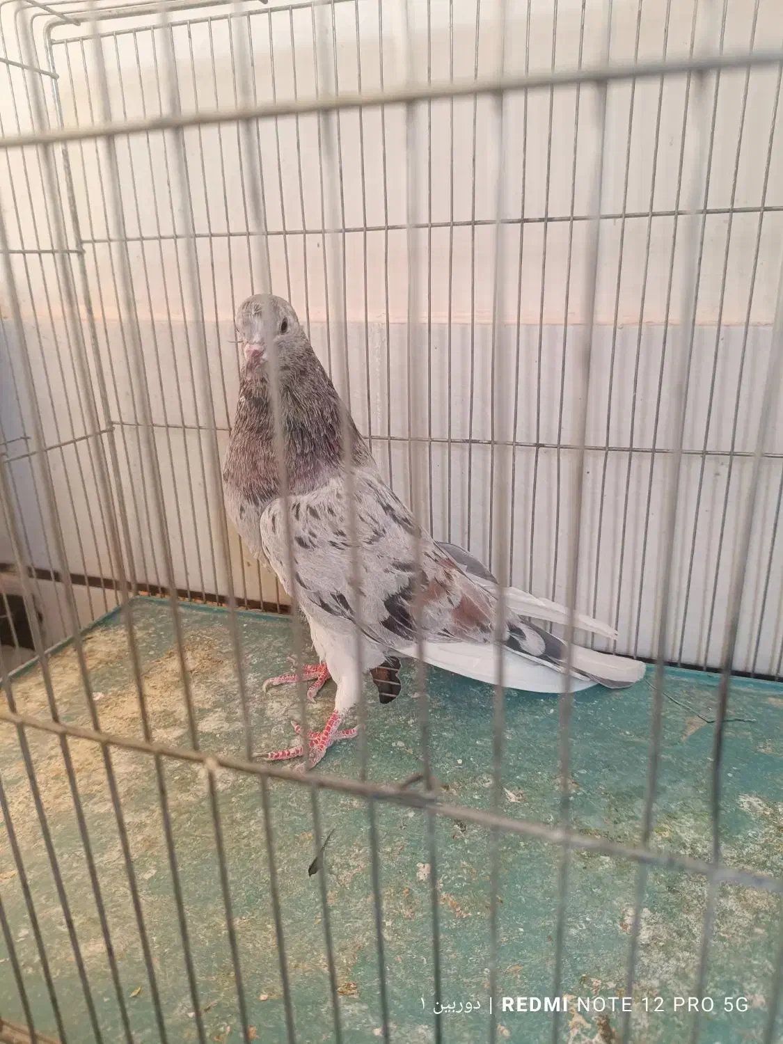 کفتر کبوتر پلاکی. سرور|پرنده|مبارکه, |دیوار