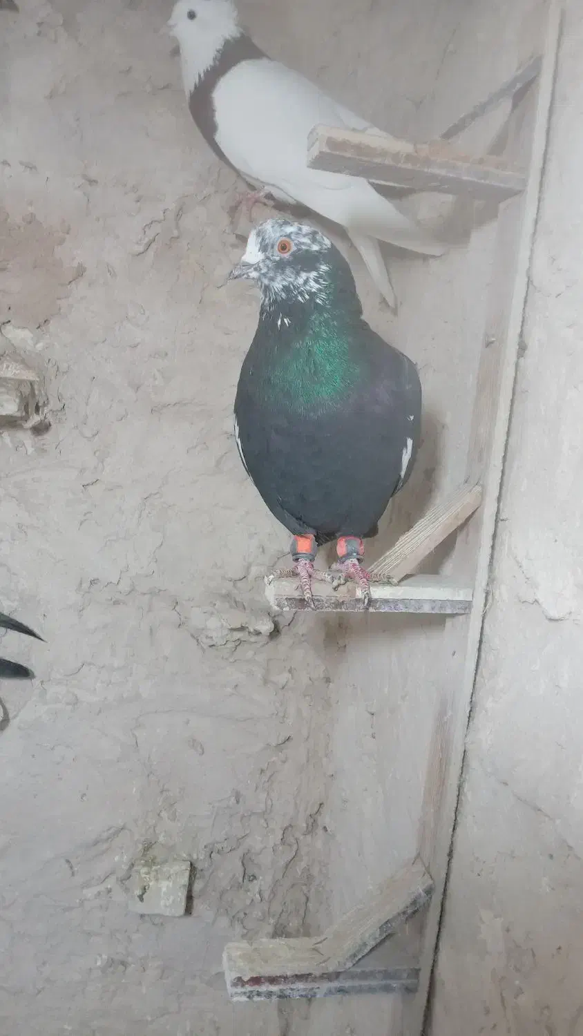 کبوتر پرشی کفتر بوم|پرنده|مشهد, گلبرگ|دیوار