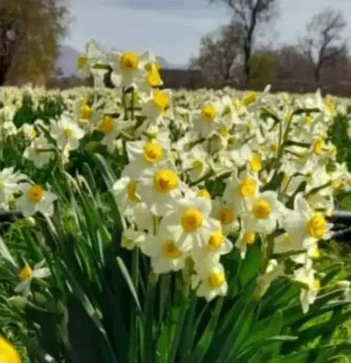 گل نرگس|گل و گیاه طبیعی|آزادشهر, |دیوار