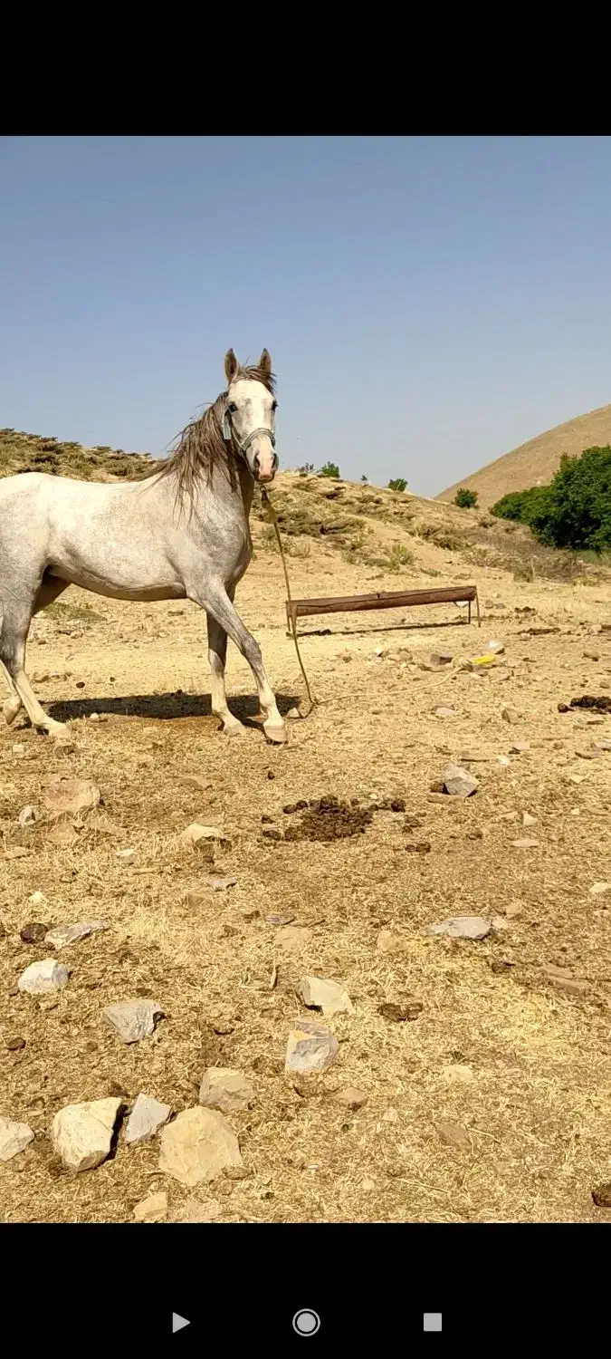 اسب|اسب و تجهیزات اسب‌سواری|خرم‌آباد, |دیوار