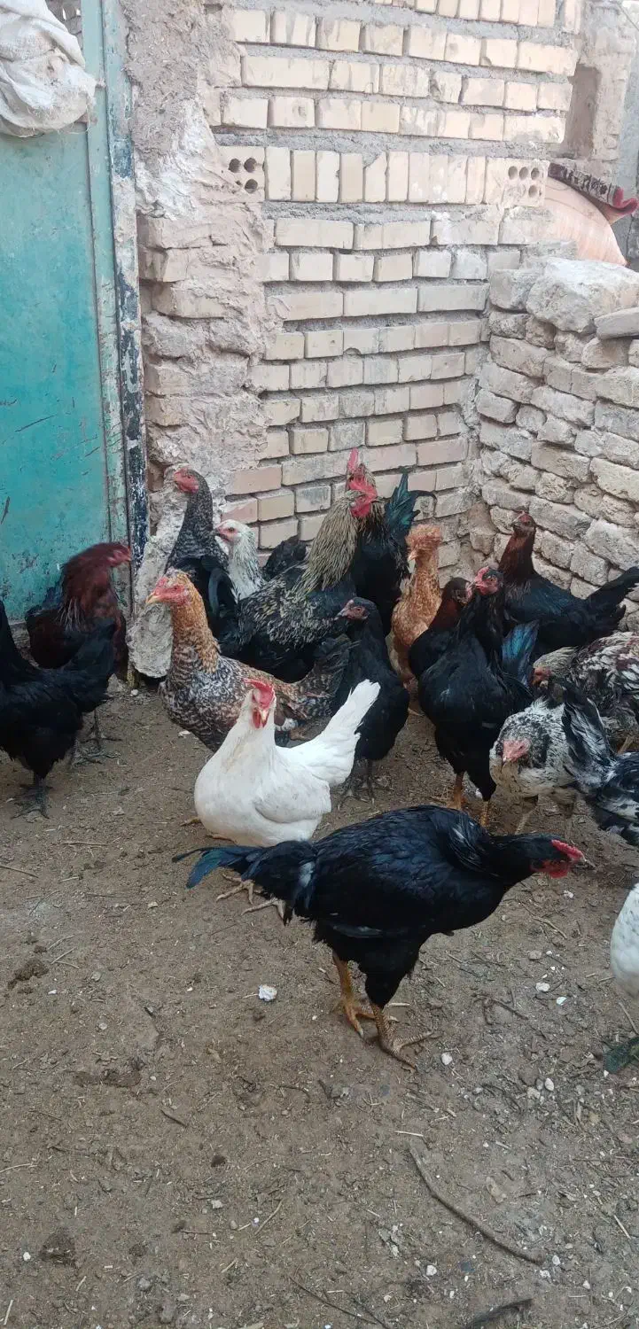 مرغ وخروس|حیوانات مزرعه|فریمان, |دیوار