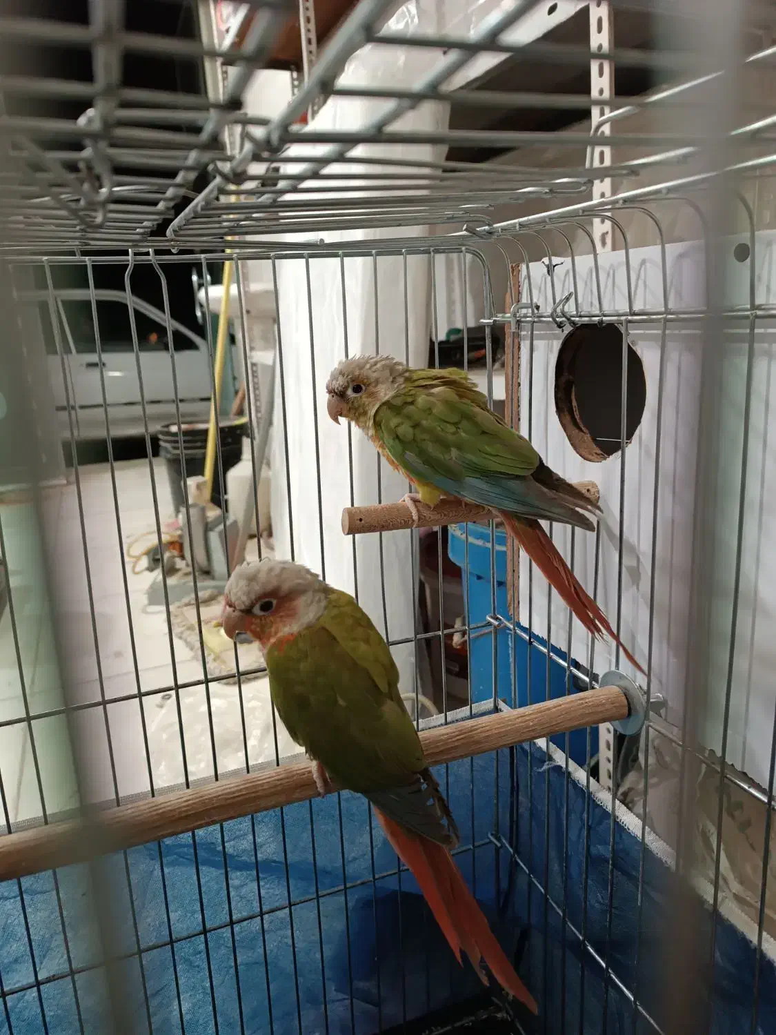 جفت گرینچیک|پرنده|بانه, |دیوار