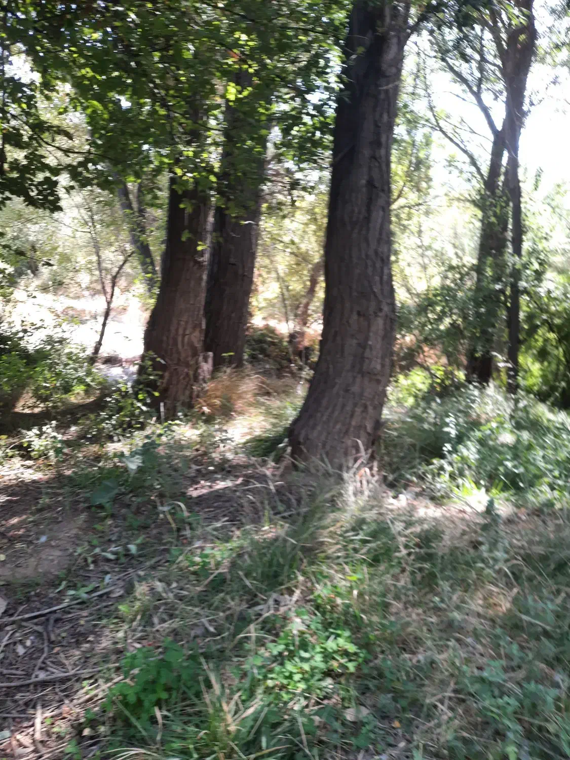 چوب بید و سپیدار|خدمات باغبانی و درختکاری|شیراز, شهرک والفجر|دیوار