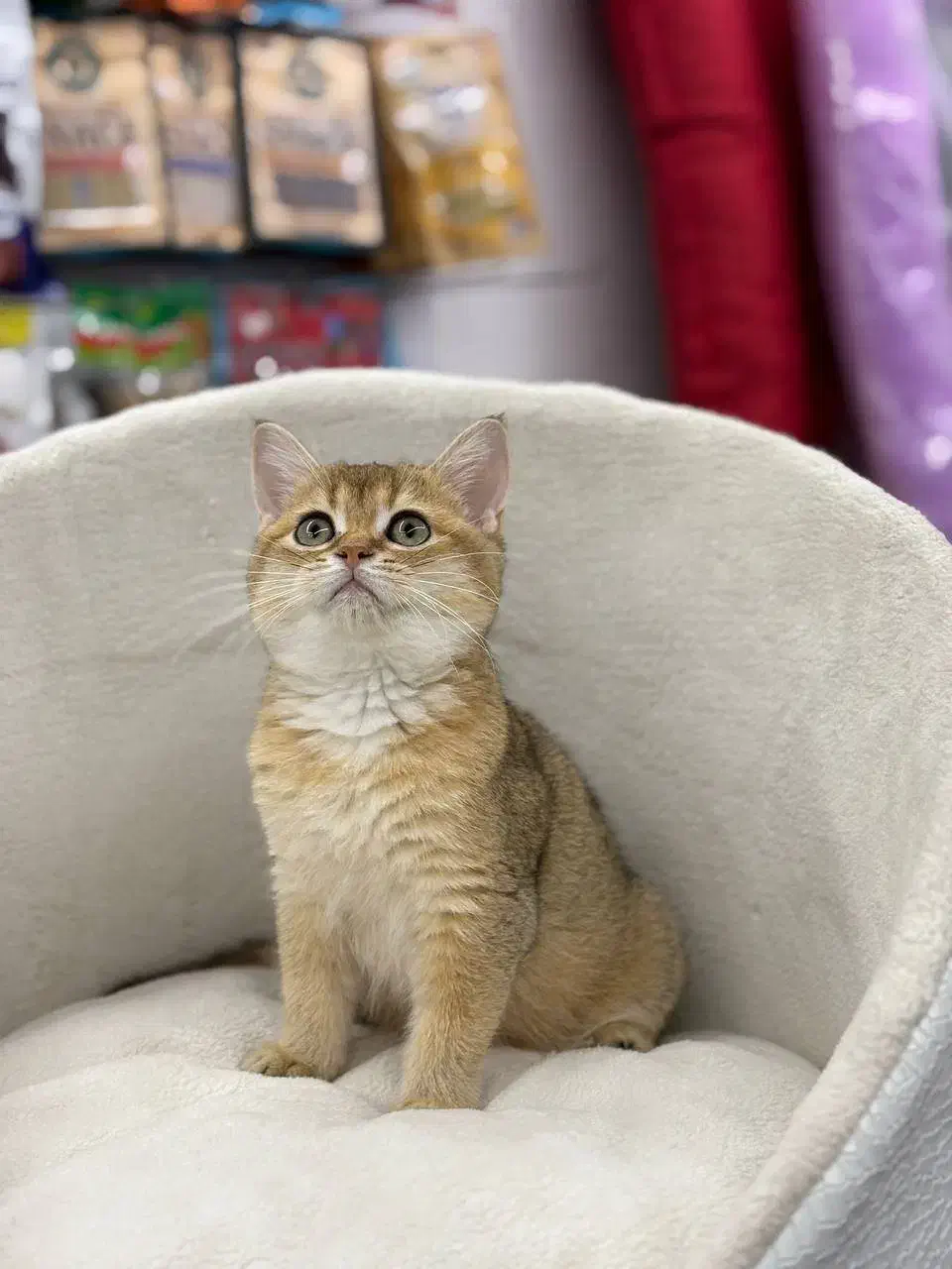 بریتیش گلد NY12|گربه|رشت, منظریه|دیوار