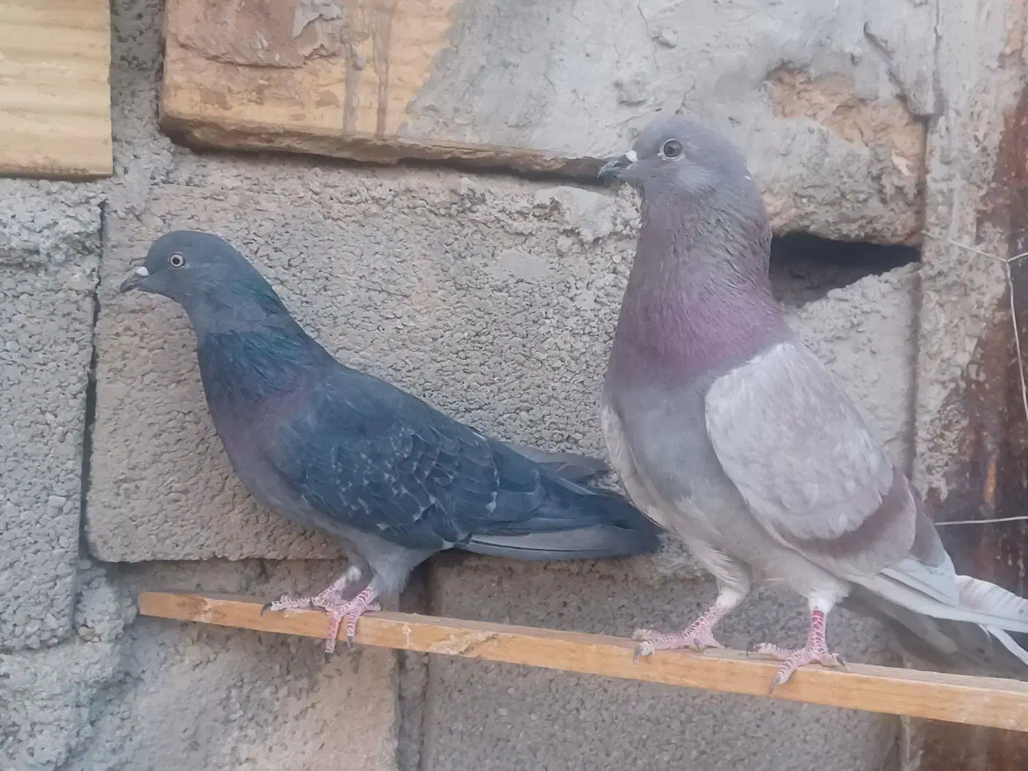 یک جفت نرو ماده دهن خورده|پرنده|سمنان, |دیوار