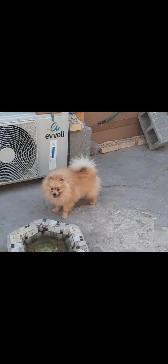 پامرخرسی|سگ|بندرعباس, |دیوار