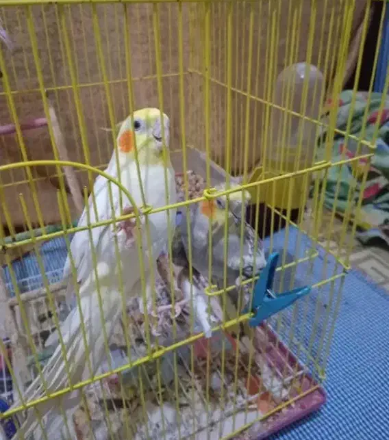 عروس هلندی سخنگو و تخم گذار|پرنده|آستارا, |دیوار