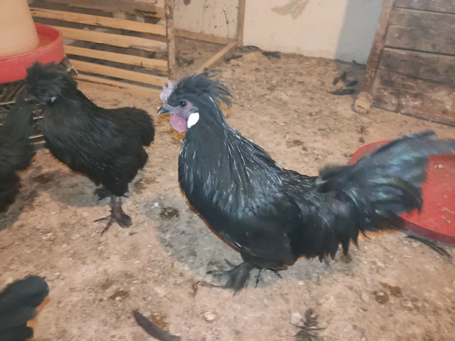 مرغ و خروس زینتی|حیوانات مزرعه|تربتحیدریه, شهدا|دیوار