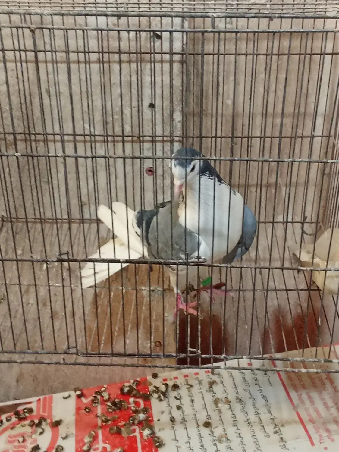 کبوتر دمگیر دستگردی|پرنده|اصفهان, پوریای ولی|دیوار