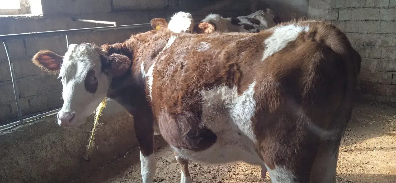 گاو سیمینتال ابستن|حیوانات مزرعه|نقده, |دیوار