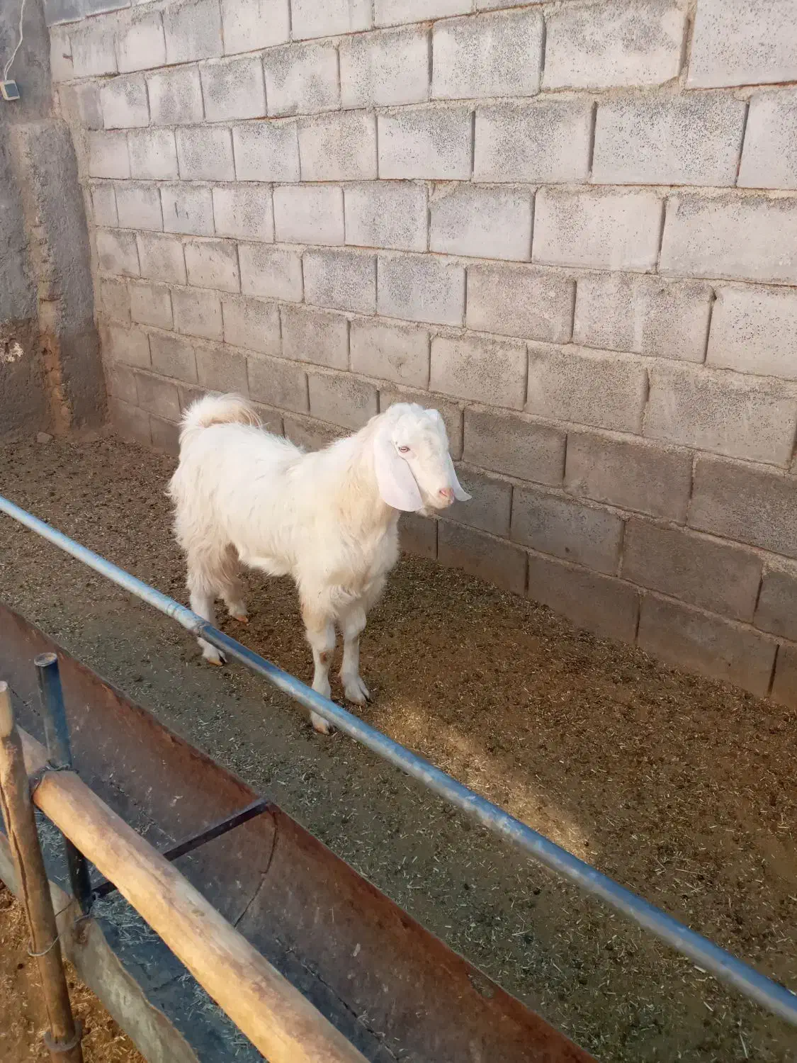 تکه سانن..|حیوانات مزرعه|گلپایگان, |دیوار