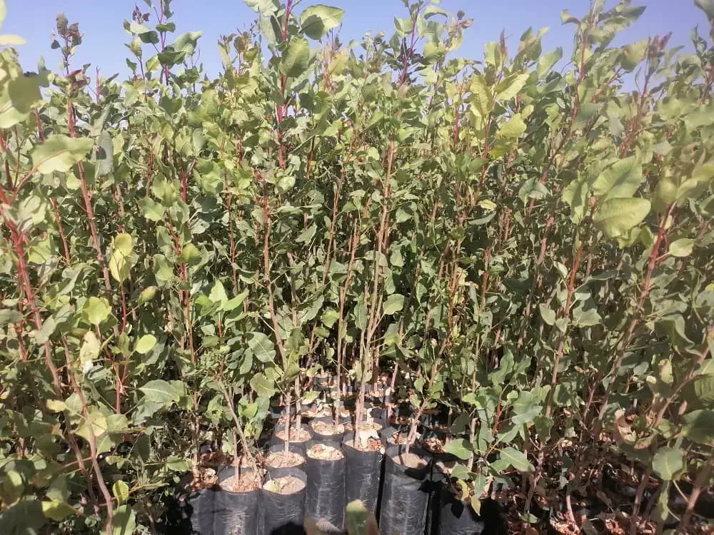 فروش نهال پسته پایه بادامی زرند|خدمات باغبانی و درختکاری|اصفهان, احمدآباد|دیوار