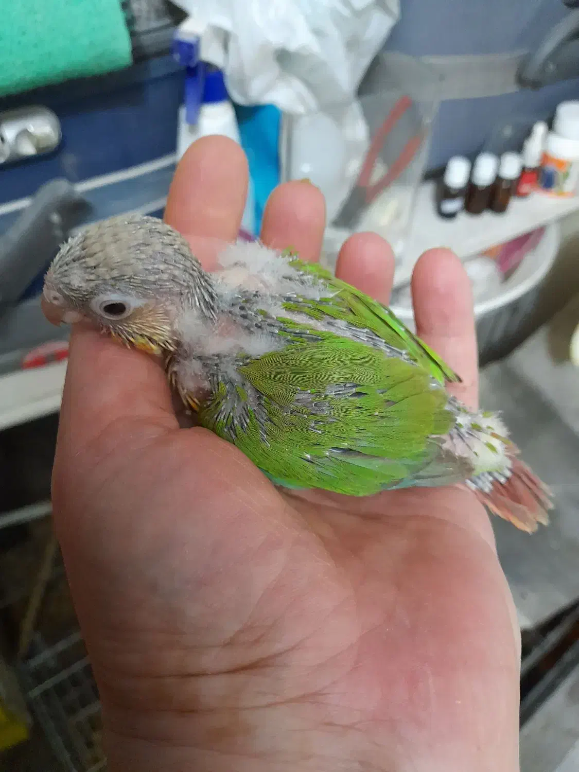 گرینچیگ|پرنده|بیرجند, |دیوار