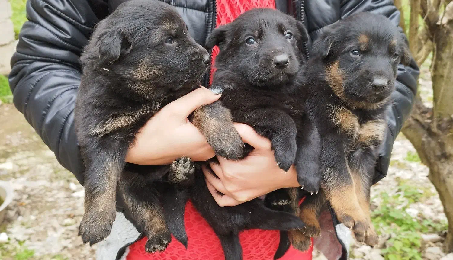 توله ژرمن|سگ|لاهیجان, انقلاب|دیوار